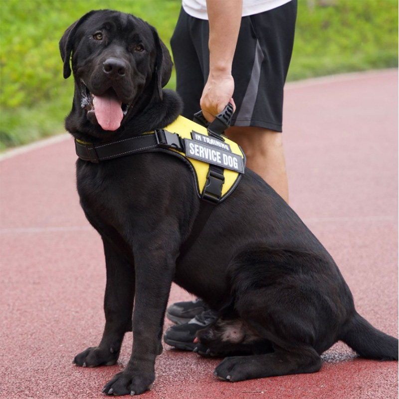 Harnais pour chien de marque privée avec poignée