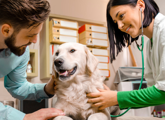 Quand devez-vous emmener votre chien chez un vétérinaire ?